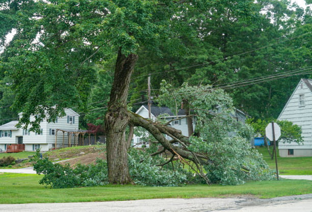 Best Emergency Tree Removal  in USA